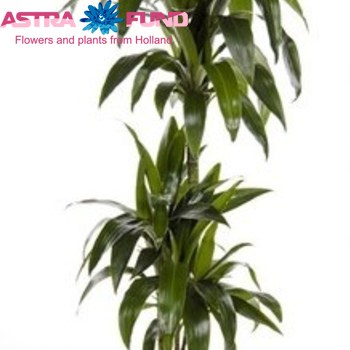 Dracaena Lisa Carousel 90h foto