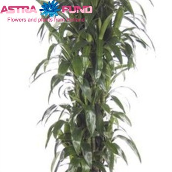 Dracaena Lisa Vertakt foto