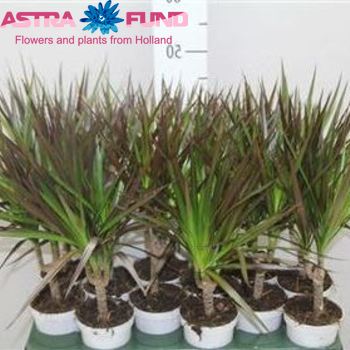 Dracaena Magenta fotografija