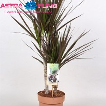 Dracaena Magenta branched fotografija