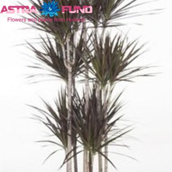 Dracaena Magenta Carrousel fotografija