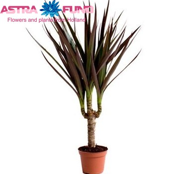 Dracaena Magenta Single Stem fotografija