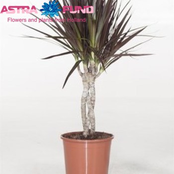 Dracaena Magenta Twisted Stem fotografija