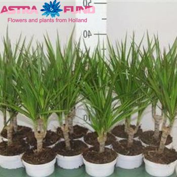 Dracaena Marg Branched fotografija