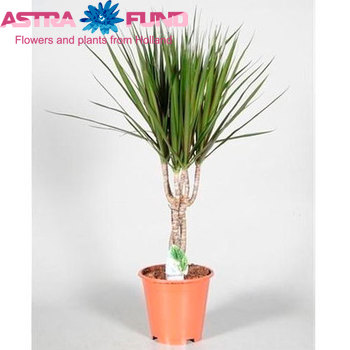 Dracaena Marginata Twisted Stem fotografie