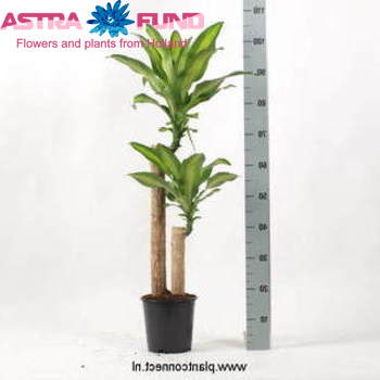 Dracaena Massangeana fotografie