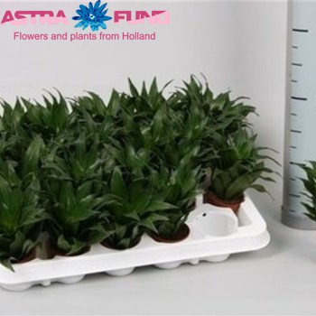 Dracaena Pequena fotografie