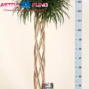 Dracaena Refl Anita Braided Cyclinder fotografie