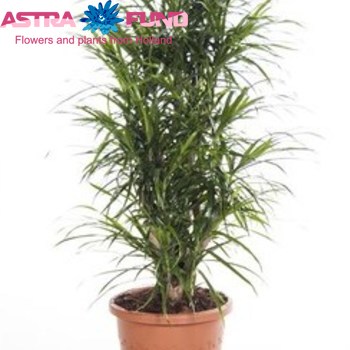 Dracaena Refl Anita Carrousel fotografie