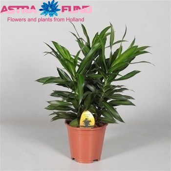Dracaena Refl Song Of Jamaica Branched fotografija