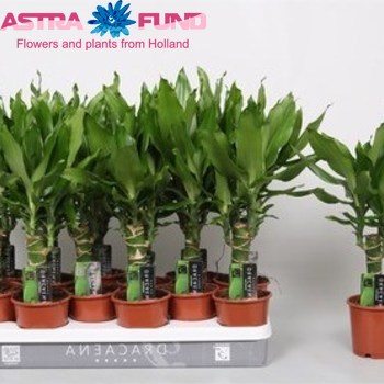 Dracaena Steudneri Single Stem fotografija