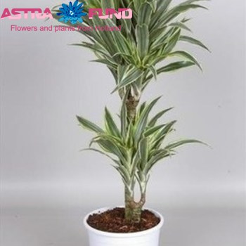 Dracaena Surprise fotografija