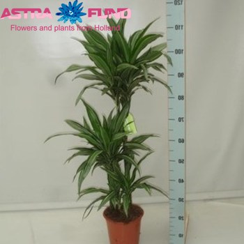 Dracaena Ulises fotografija