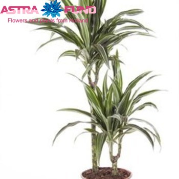 Dracaena Ulises Branched fotografija