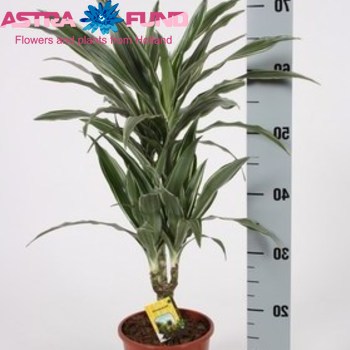 Dracaena Warneckii fotografija