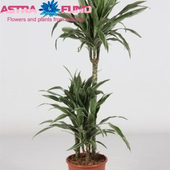 Dracaena Warneckii Branched fotografija