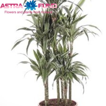 Dracaena Warneckii Carrousel fotografija