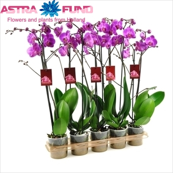 Phalaenopsis Atlantis 2 tak fotó
