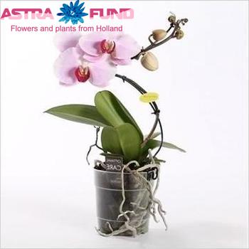 Phalaenopsis Balletto Pink 1 tak fotó