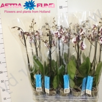 Phalaenopsis Bayamo 2-tak fotó