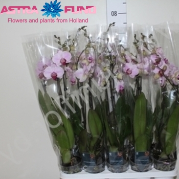 Phalaenopsis Boston 2-tak fotó