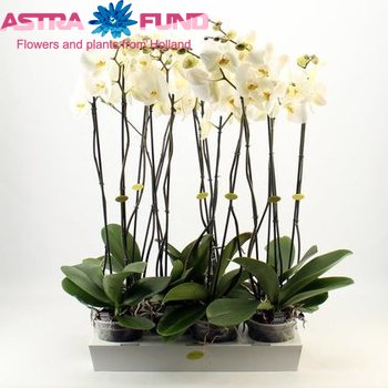Phalaenopsis Gr. Polaris 2 tak photo