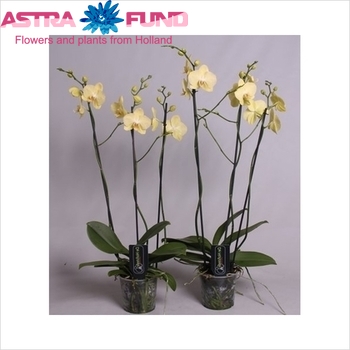 Phalaenopsis Gr. Yellow Lemontree 3 tak photo