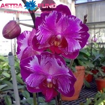 Phalaenopsis Grad Moskov 1-tak photo