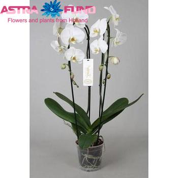 Phalaenopsis Grandiflora 2-Tak photo