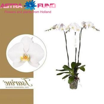 Phalaenopsis Grandiflora 3-Tak photo