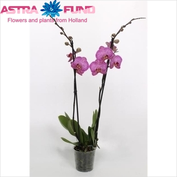 Phalaenopsis Happy Minho 2-tak photo