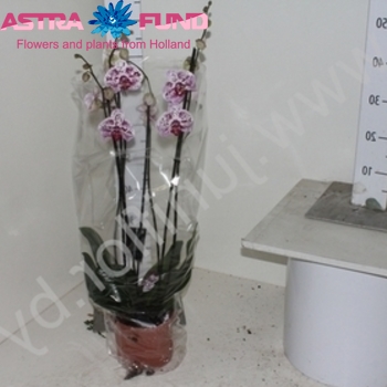 Phalaenopsis Harlekijn 3-tak photo