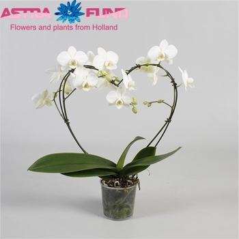 Phalaenopsis Hartvorm photo