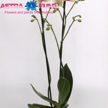 Phalaenopsis Idomeneo 2 tak fotografija