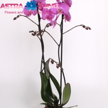 Phalaenopsis Las Palmas 2 tak fotografie