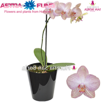 Phalaenopsis Leningrad 2-Tak fotografie