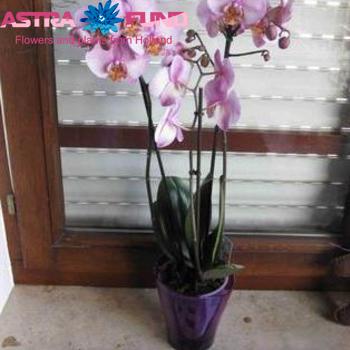 Phalaenopsis Manhattan 2 tak fotografie