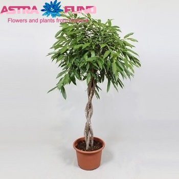 Ficus Amstel King Twisted fotó