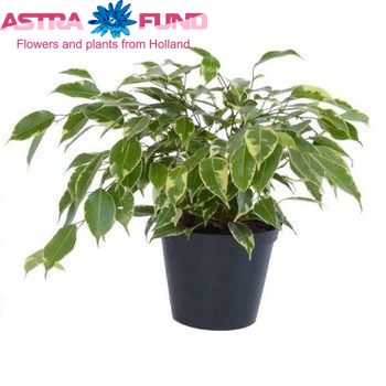 Ficus Goldie Bush foto