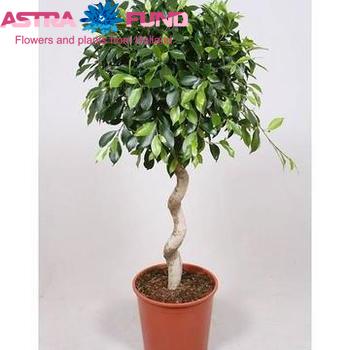 Ficus Nitida Spiral fotografie