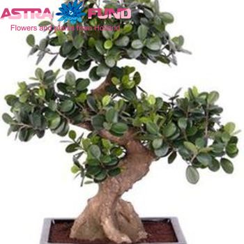 Ficus Panda Bonsai fotografie