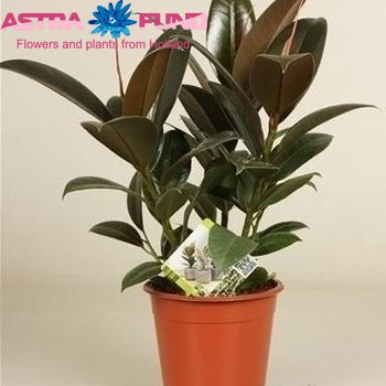 Ficus Petite Melany fotografie