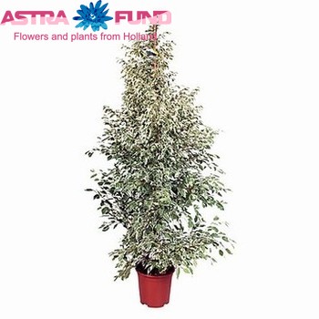Ficus Profit fotografie