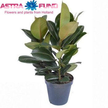 Ficus Robusta fotografie