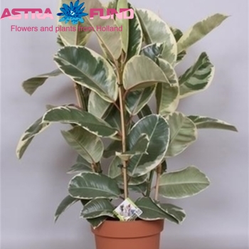 Ficus Tineke fotografie