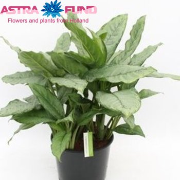 Aglaonema B.J. Freedman fotó