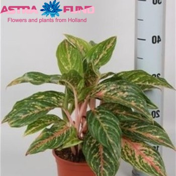 Aglaonema Butterfly fotó