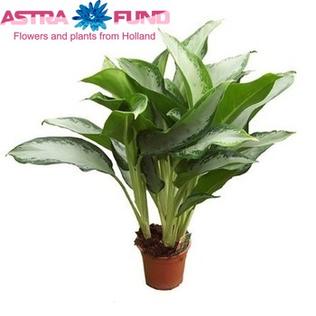 Aglaonema Cleopatra fotó