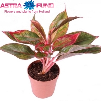Aglaonema Crete fotó