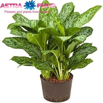 Aglaonema Greenlight fotó